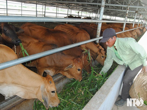 Hiệu quả từ mô hình chăn nuôi kết hợp theo chuỗi giá trị  Báo Tây Ninh  Online